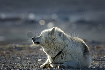 Sled dog attached taking the sun Nunavut Canada
