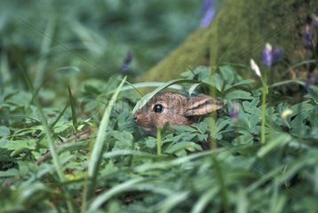 Young European Rabbit hidden in an undergrowth France