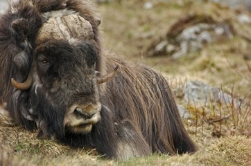 Muskox with molt livery resting in tundra Dovrefjell Norway