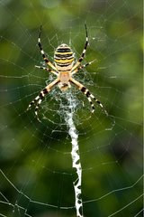 Wasp spider Provence