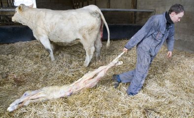 New-born charolais calf pulled before being suspended
