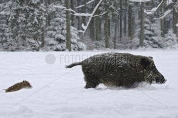 Wild boar and Piglet Schleswig-Holstein Germany