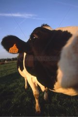 Nahaufnahme auf einer Holstein-Kuh in einem Feld Frankreich