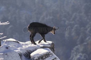 Chamois observant dans la neige Hohneck Vosges France