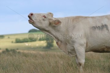 Bedy Charolais Cow in einer Wiese Frankreich