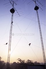 Long-tailed macaques climbing to antennas