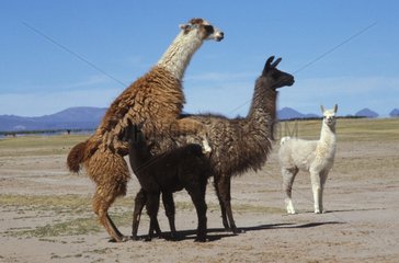 Accouplement de Lamas Altiplano Bolivie