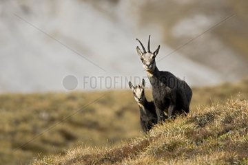 Female Chamois and its young Grisons NP Switzerland