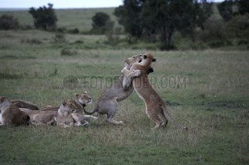 Play between two lions Kenya Masaï Mara National Reserve