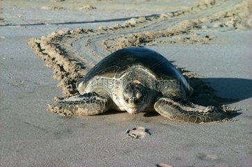Grüne Schildkröte kehrt zum Sultana -Meer von Oman zurück