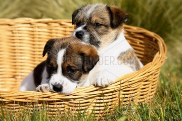 Mongrel puppies in a basket
