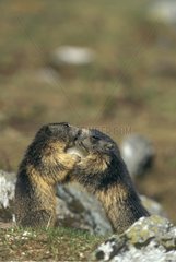 Young Marmots playing in the Vanoise National Park Alps