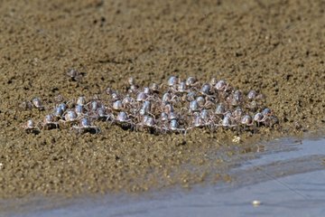 Crabes soldats Queensland Australie