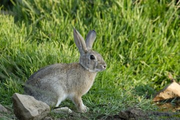 Europäischer Kaninchen im Gras
