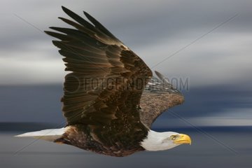 Sea Eagle mit weißem Kopf [at]