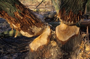 Troncs d'arbres rongés par des Castors d'Europe