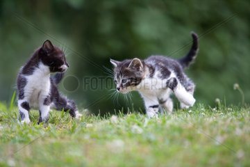 Kätzchen spielen im Gras in Lautenbach Elsace Frankreich
