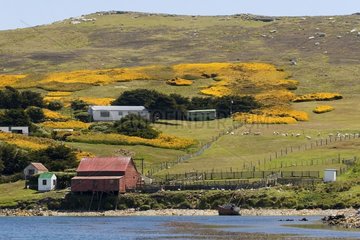 Farm on West Point Island Falklands