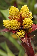 Blütenstand von Broméliaceae Guadeloupe
