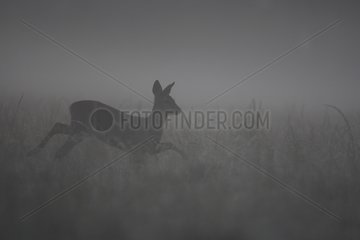 Roe Deer walking in a meadow in the morning mist