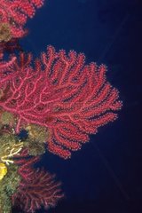 Gorgone red at the bottom of the Bay of Calvi Corsican France