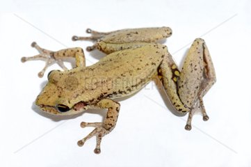 Red Snouted Treefrog on white background - French Guiana