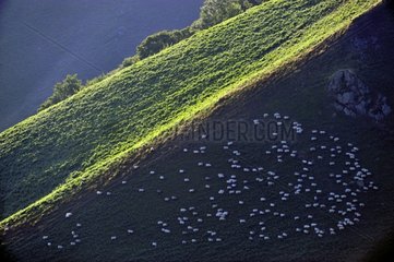 Goats on the hillside Itary Basque Country France