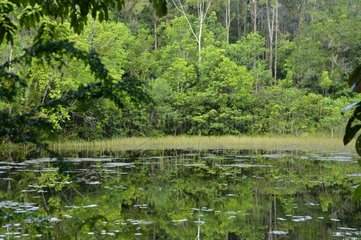 Pond in the forêt des malgaches - French Guiana