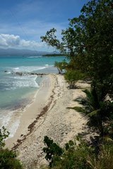 Wild beach - Guadeloupe
