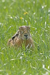 European Hare laying in the grass Great Britain