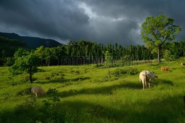 Cows in the meadow - Guadeloupe