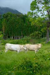 Cows in the meadow - Guadeloupe