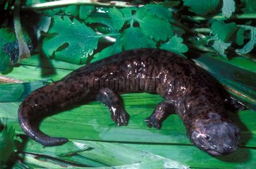 Japanese giant salamander on leaves Japan