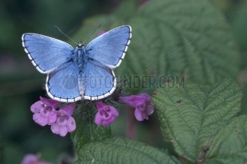 Argus bleu céleste mâle posé sur une fleur France