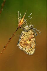 Diurnal Butterfly covered with dew on a flower Touraine