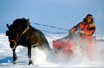 Pferd und Schlitten auf dem Cornwallis Island Canada Ice
