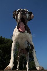 German mastiff harlequin playing and yawning on a table