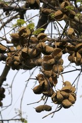 Fruits of African Star Chesnut Botswana