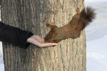 Eichhörnchen isst in der Hand einer Person