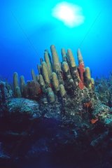 Karibische Koralle St. Eustache Niederlande Antillen