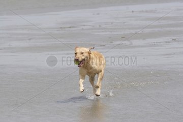 Labrador lÃ¤uft am Strand Oostduinkerke Belgien