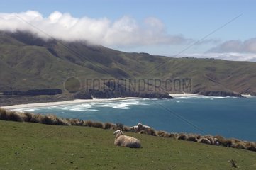 Otago Halbinsel Südinsel Neuseeland
