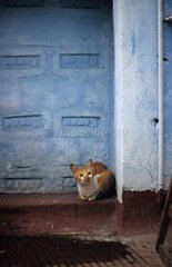 Katze auf einer Wand Lediere Kalkutta Indien liegt