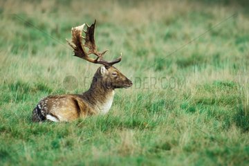 Male Fallow deer lying in a clearing Great Britain