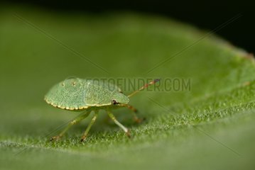 Green shield bug larva on a leaf France