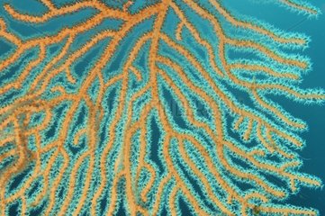 Gros plan d'une Gorgone jaune mer Méditerranée