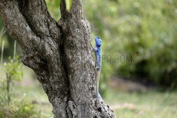 Blue-headed tree agama on a trunk - Masai Mara Kenya