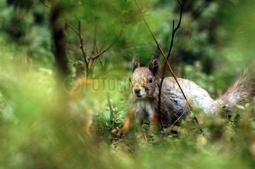 Europäischer roter Eichhörnchen im Frühjahr Finnland
