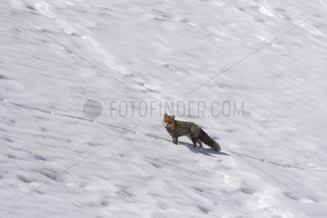 Renard roux dans la neige Vallée du Bachelard