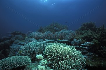 Coral reef on the island of Rapa French Polynesia